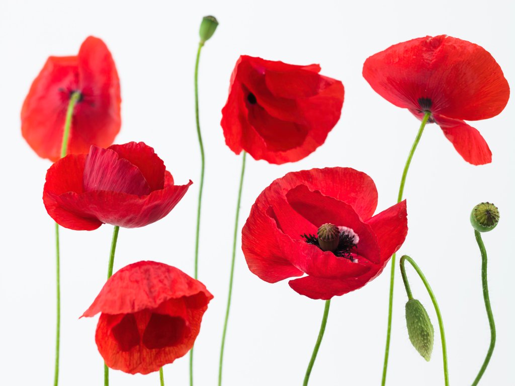 Detail of Poppies on white background by Assaf Frank