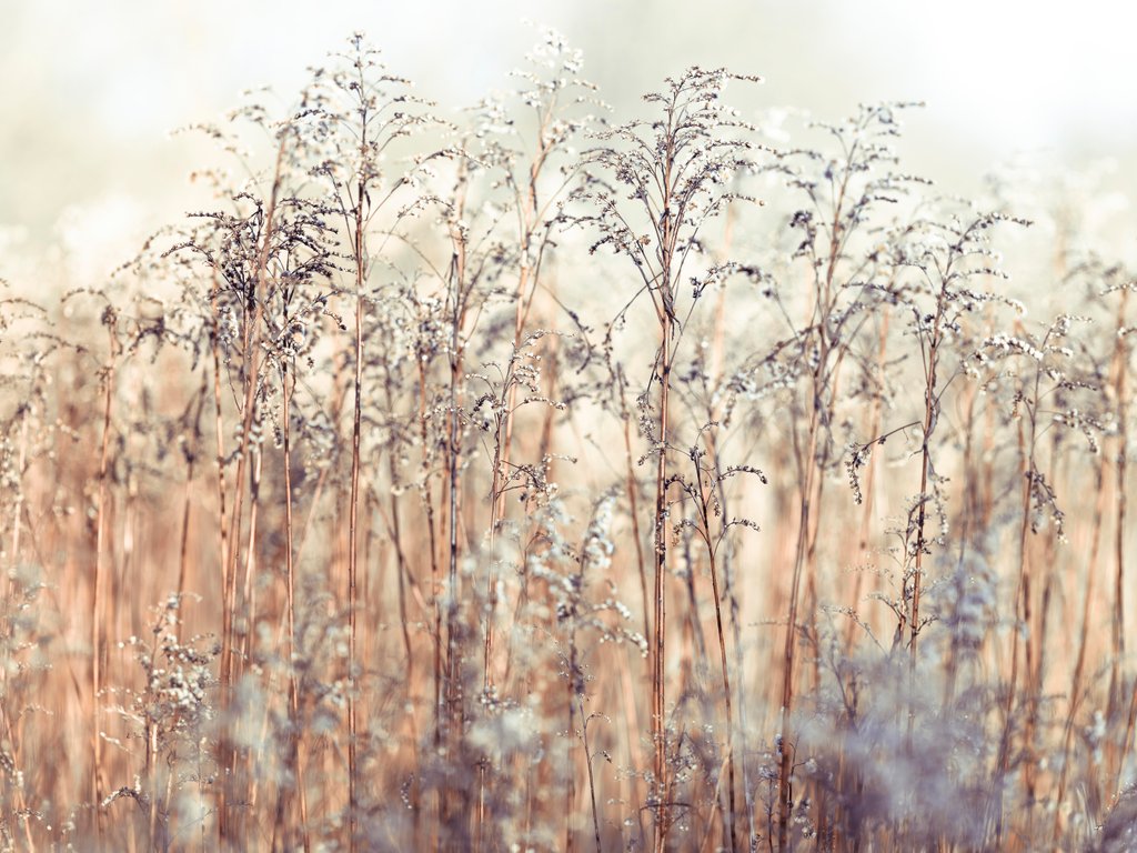 Grass Reeds by Assaf Frank