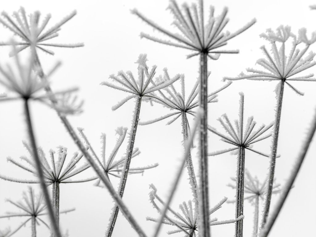 Detail of Frosty cow parsley by Assaf Frank