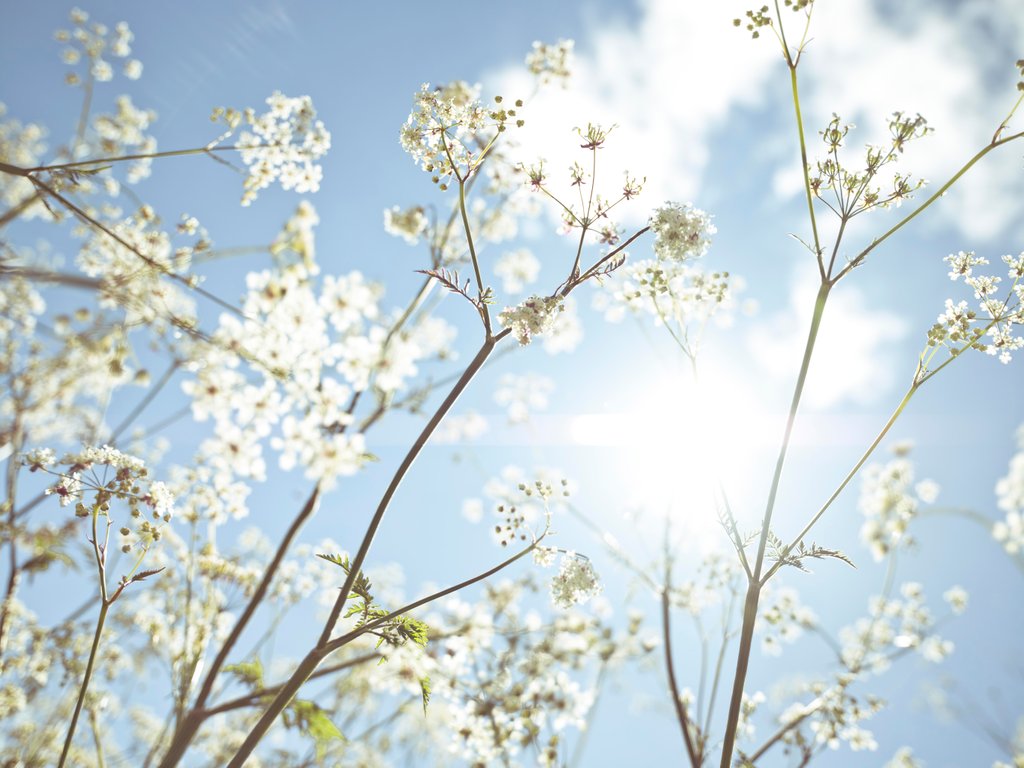 Detail of Cow parsley flowers by Assaf Frank