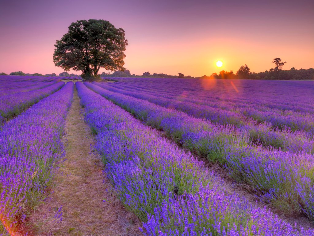 Detail of Lavender field at sunset by Assaf Frank