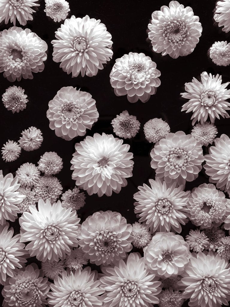 Detail of Dahlia Flowers by Assaf Frank