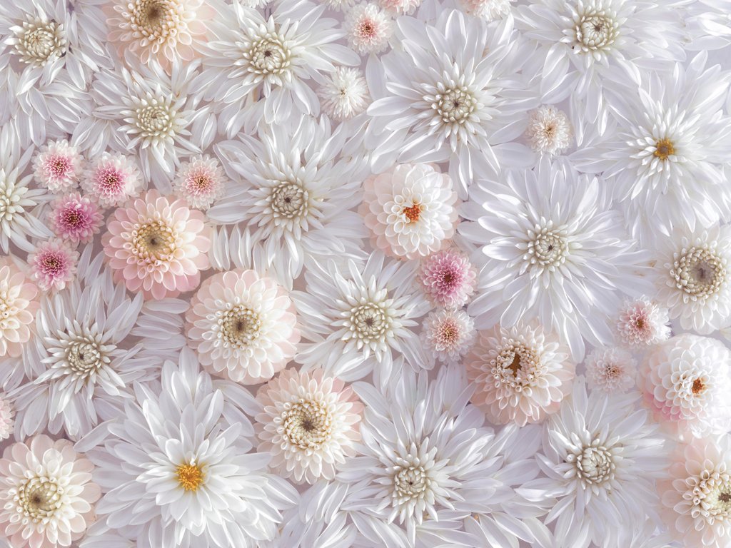 Detail of Dahlia flowers by Assaf Frank