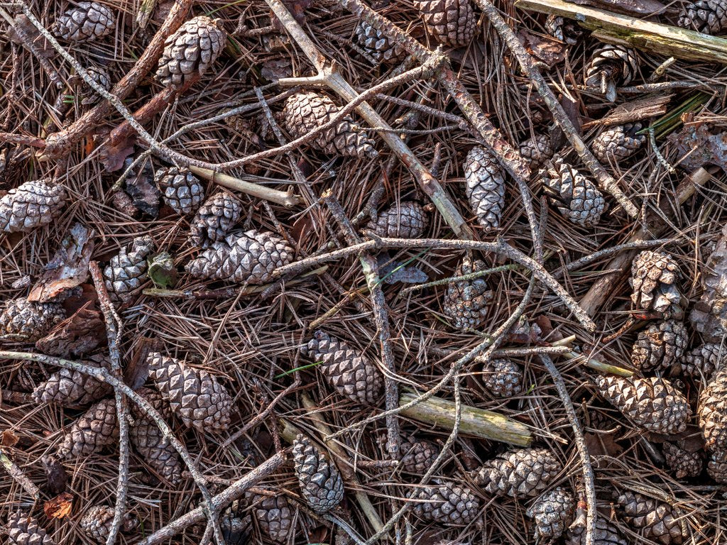 Detail of Pine cones and tree branches by Assaf Frank