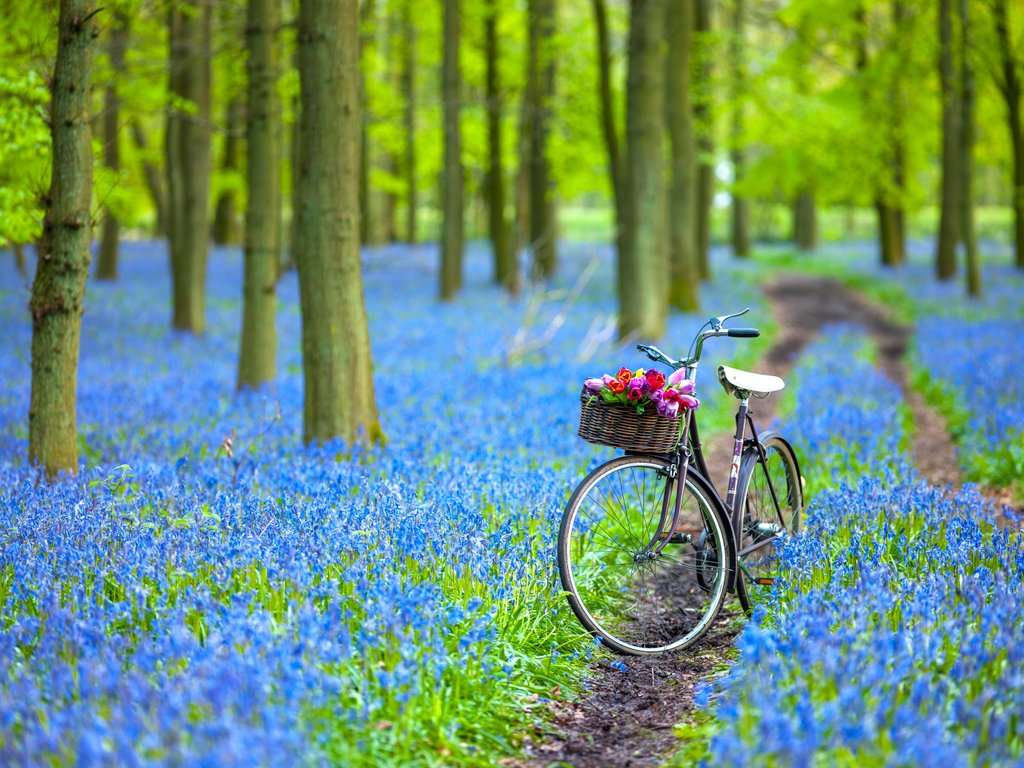 Detail of Bicycle in spring forest by Assaf Frank