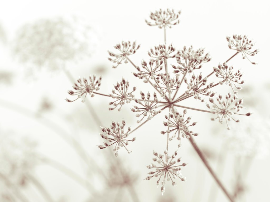 Detail of Cow parsley flower by Assaf Frank