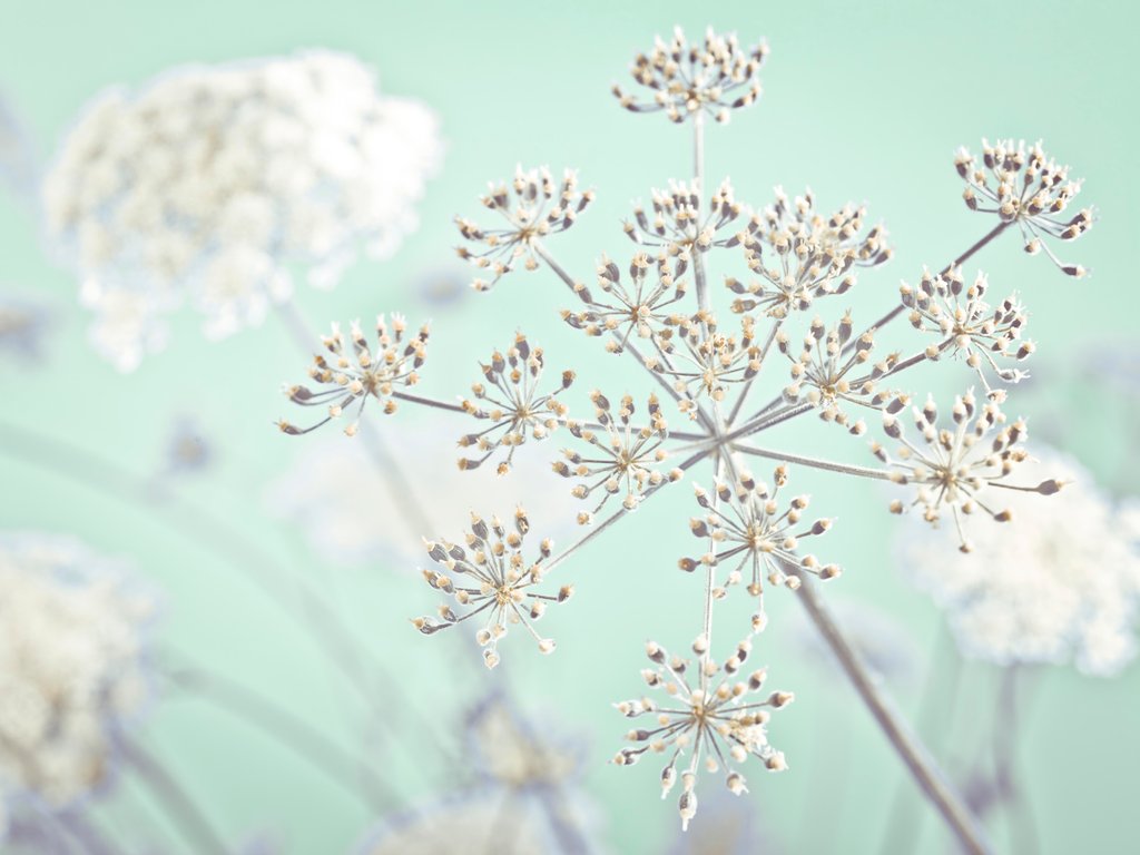 Detail of Cow parsley flower by Assaf Frank