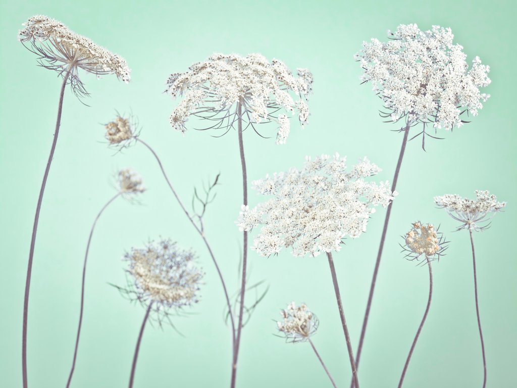 Detail of Cow parsley flowers by Assaf Frank
