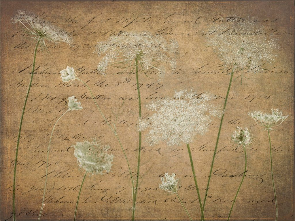 Detail of Cow parsley flowers by Assaf Frank