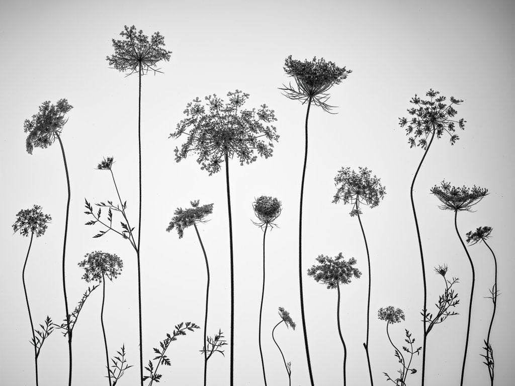 Detail of Cow parsley by Assaf Frank