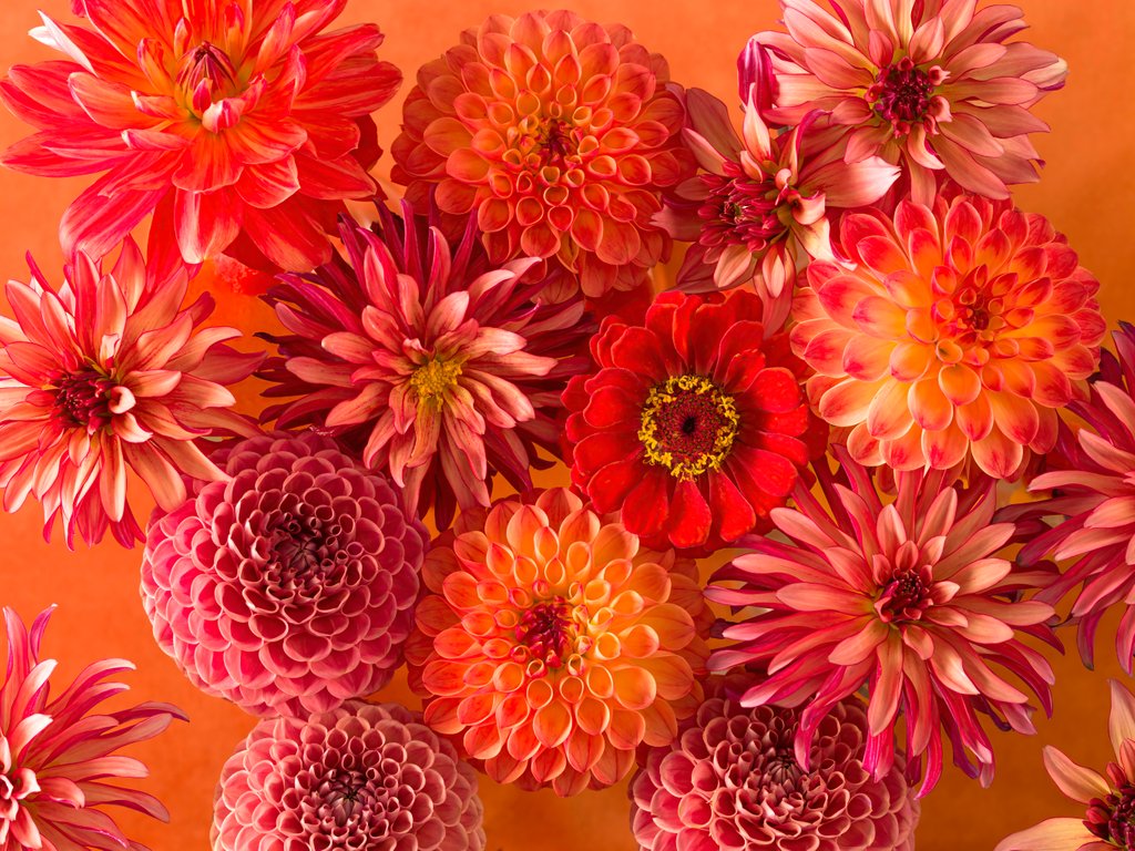 Detail of Mixed flowers by Assaf Frank