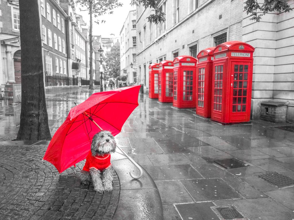 Detail of Dog with umbrella in London by Assaf Frank