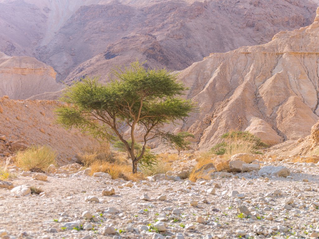 Detail of Negev Desert, Israel by Assaf Frank