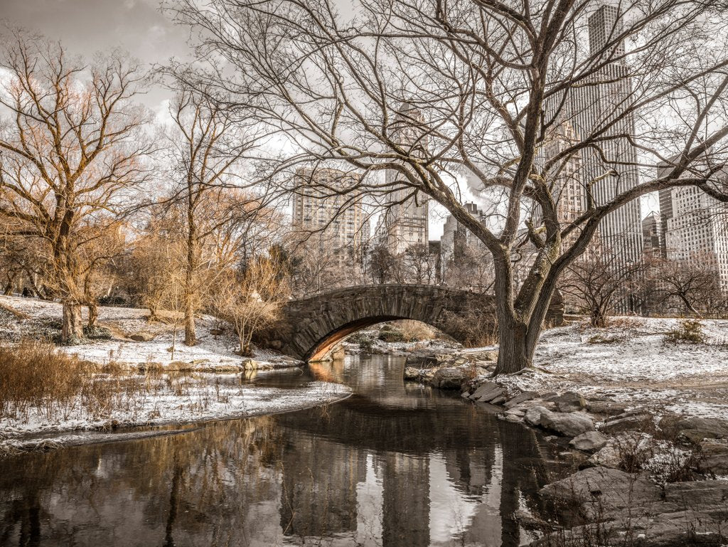 Detail of Central park in New York by Assaf Frank