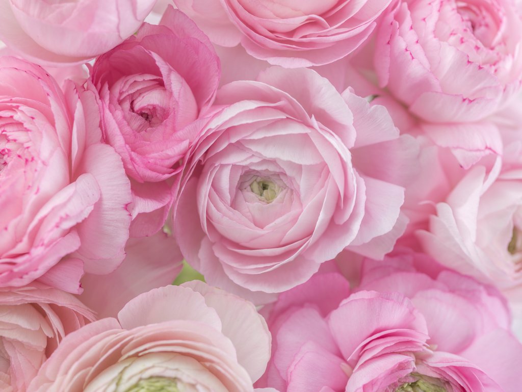 Detail of Bunch of Ranunculus by Assaf Frank