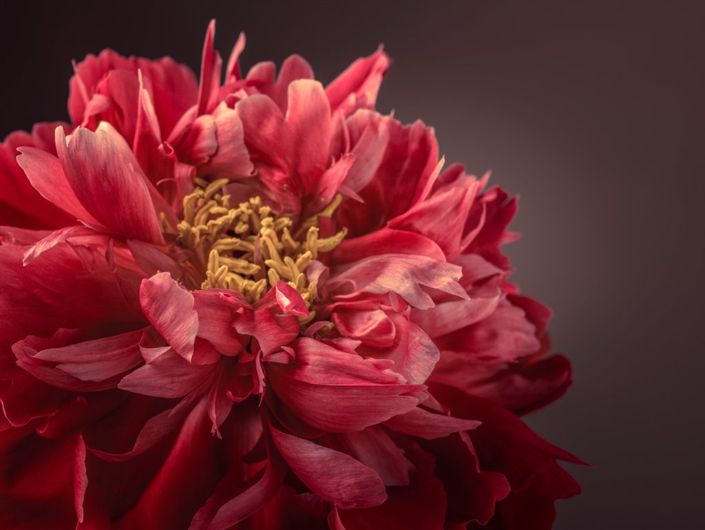 Detail of Peony flower by Assaf Frank