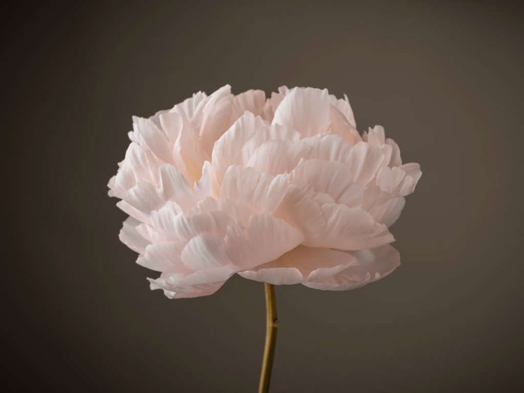Detail of Peony flower by Assaf Frank