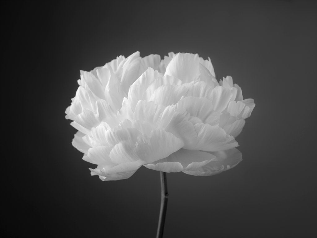 Detail of Peony flower by Assaf Frank