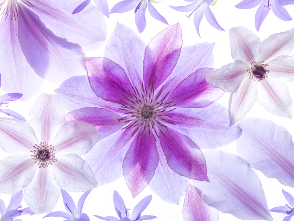 Detail of Clematis flowers by Assaf Frank