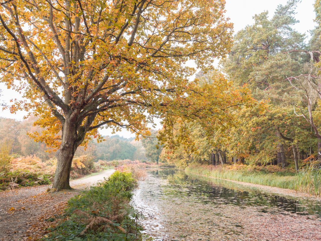 Detail of Basingstoke Canal by Assaf Frank