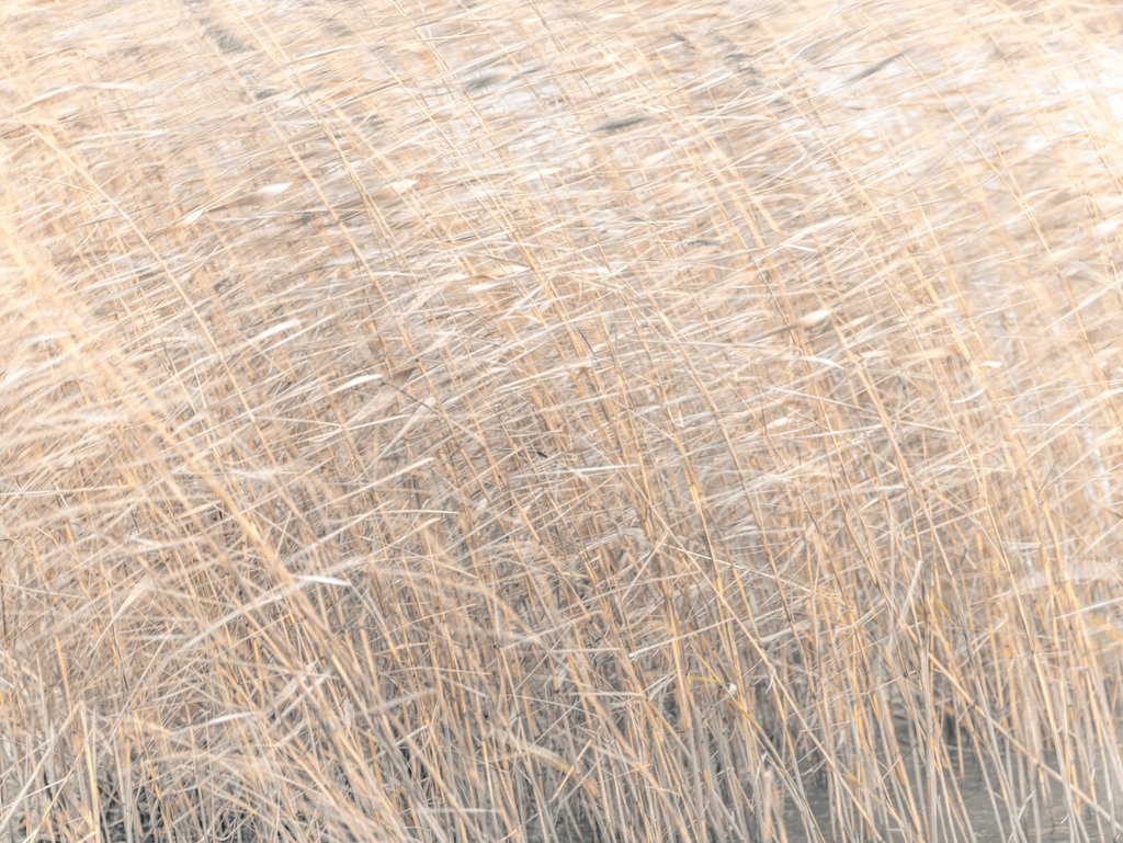 Detail of Brown reeds growing in water by Assaf Frank