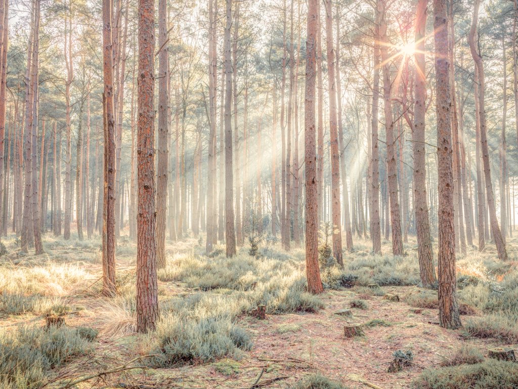 Detail of Misty forest with sunrays by Assaf Frank