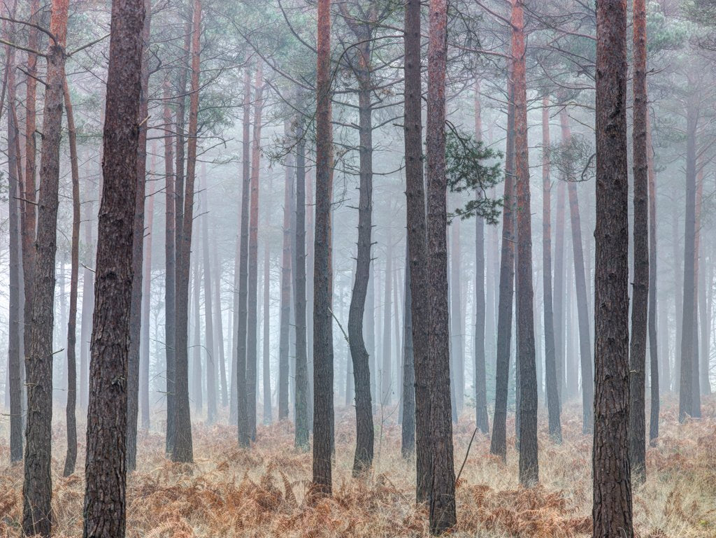 Detail of Misty forest with tall trees by Assaf Frank
