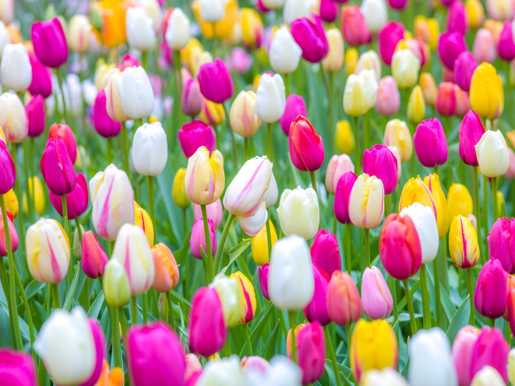 Detail of Tulips in garden by Assaf Frank