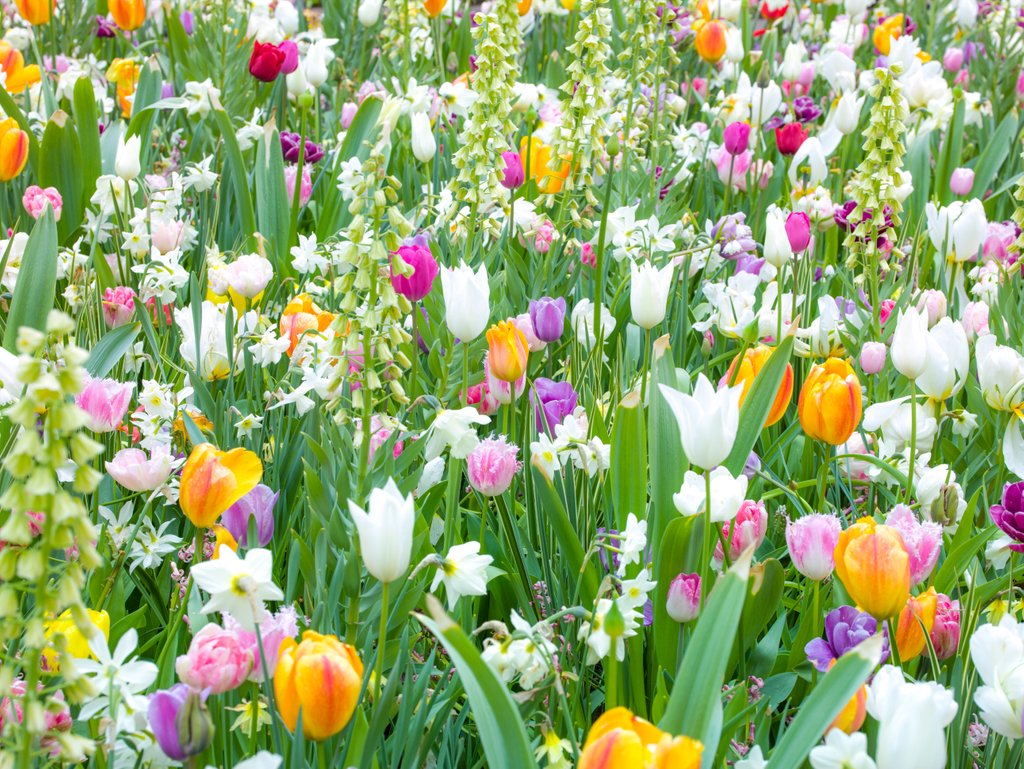 Detail of Colorful Tulip flowers by Assaf Frank