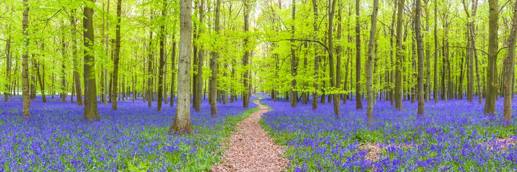 Detail of Bluebells by Assaf Frank