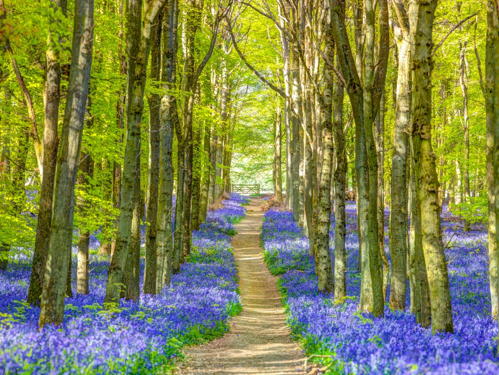 Detail of Bluebells by Assaf Frank