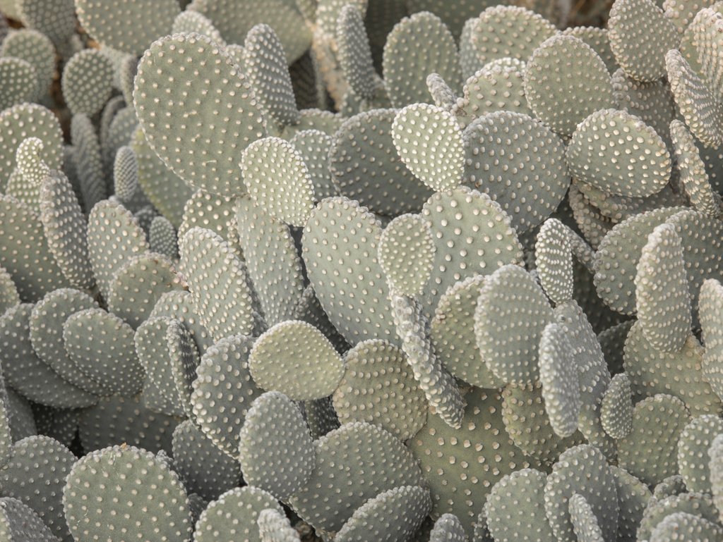 Detail of Cactus plant by Assaf Frank