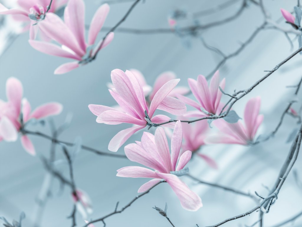 Detail of Magnolia flowers by Assaf Frank
