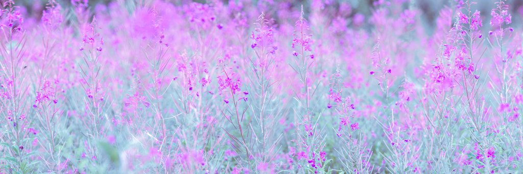 Detail of Chamaenerion flowers by Assaf Frank