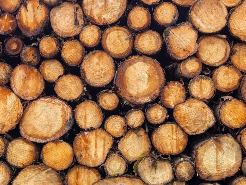 Detail of Wood logs by Assaf Frank