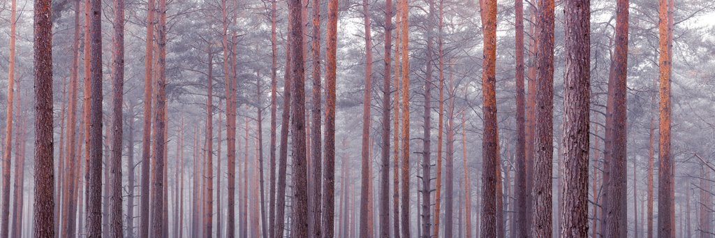 Detail of Tree trunks by Assaf Frank