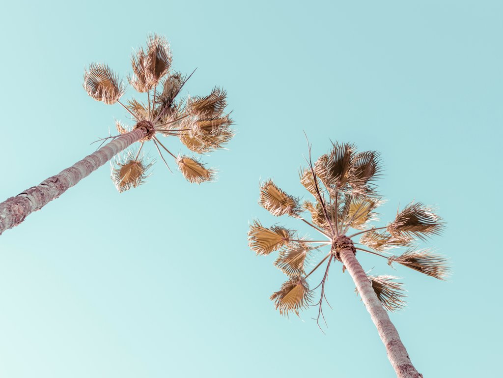 Detail of Palm trees by Assaf Frank