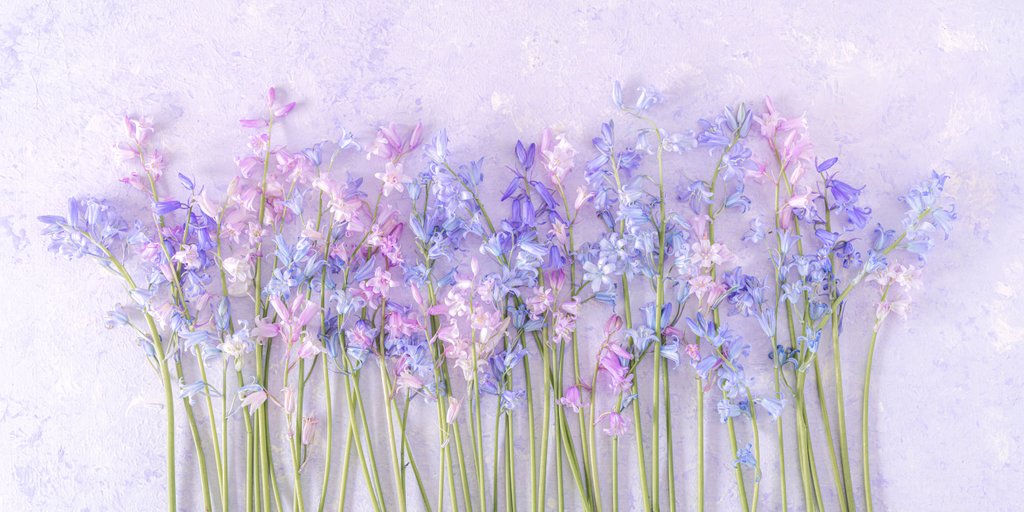 Detail of Bluebell flowers by Assaf Frank