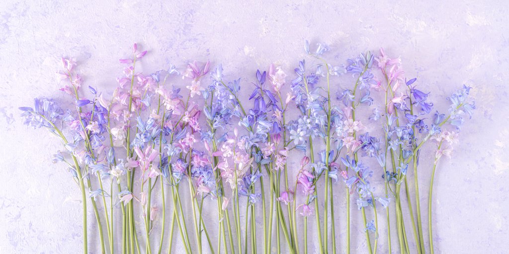 Detail of Bluebell flowers by Assaf Frank