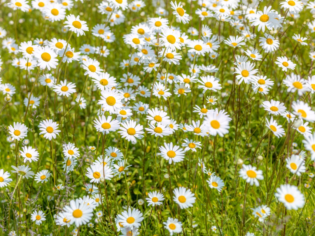Detail of Daisy flowers by Assaf Frank