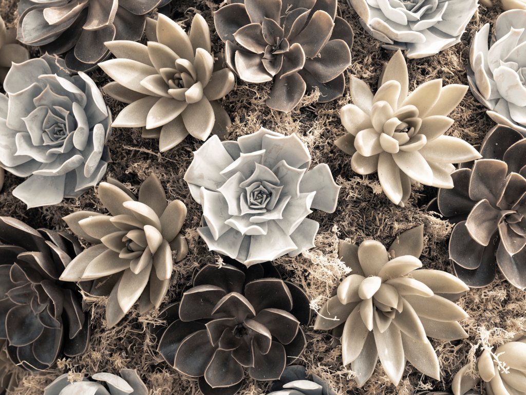 Detail of Chelsea flowers by Assaf Frank