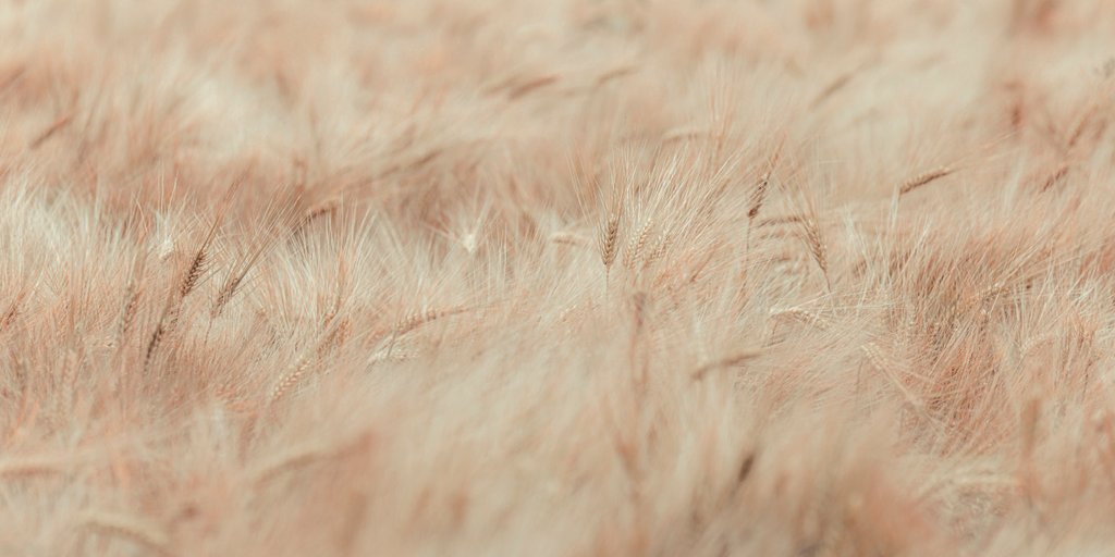 Detail of Wheat field by Assaf Frank