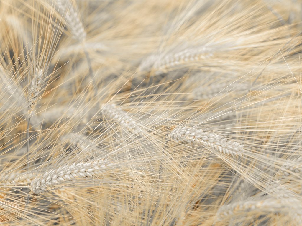 Detail of Wheat field by Assaf Frank