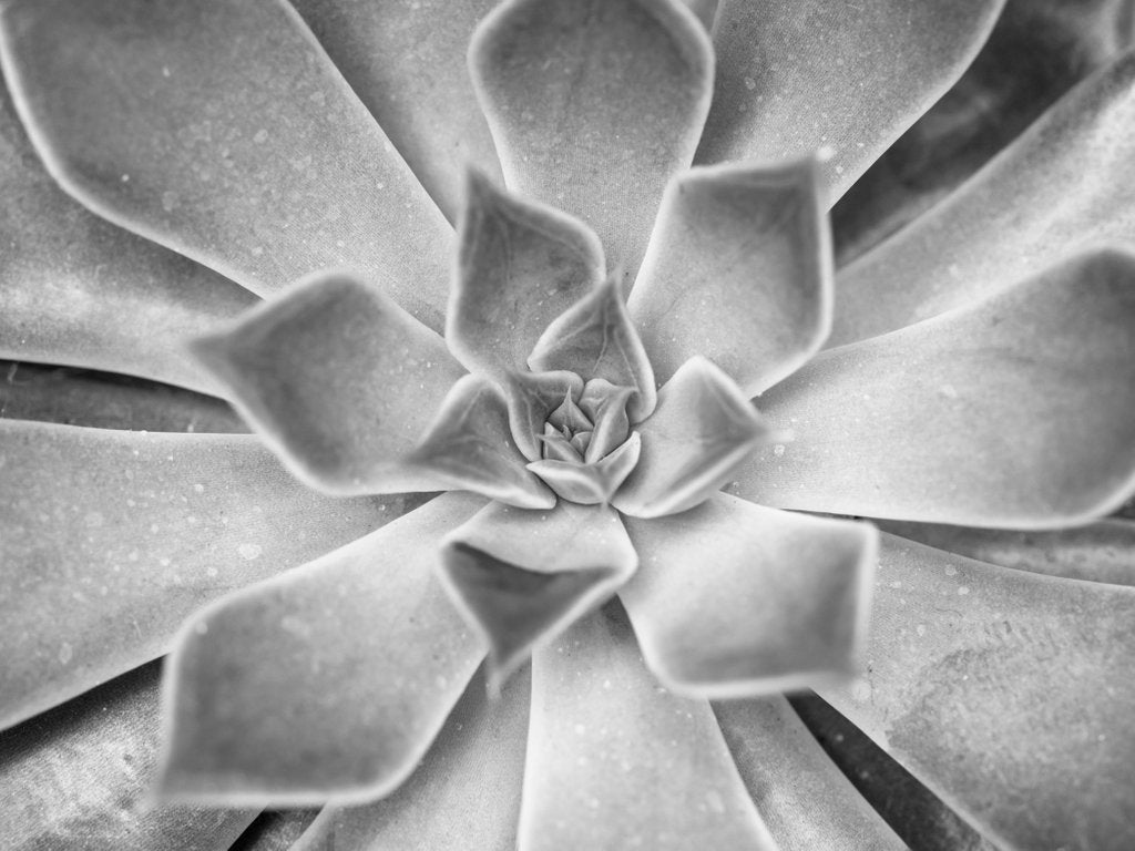 Detail of Succulent plant by Assaf Frank