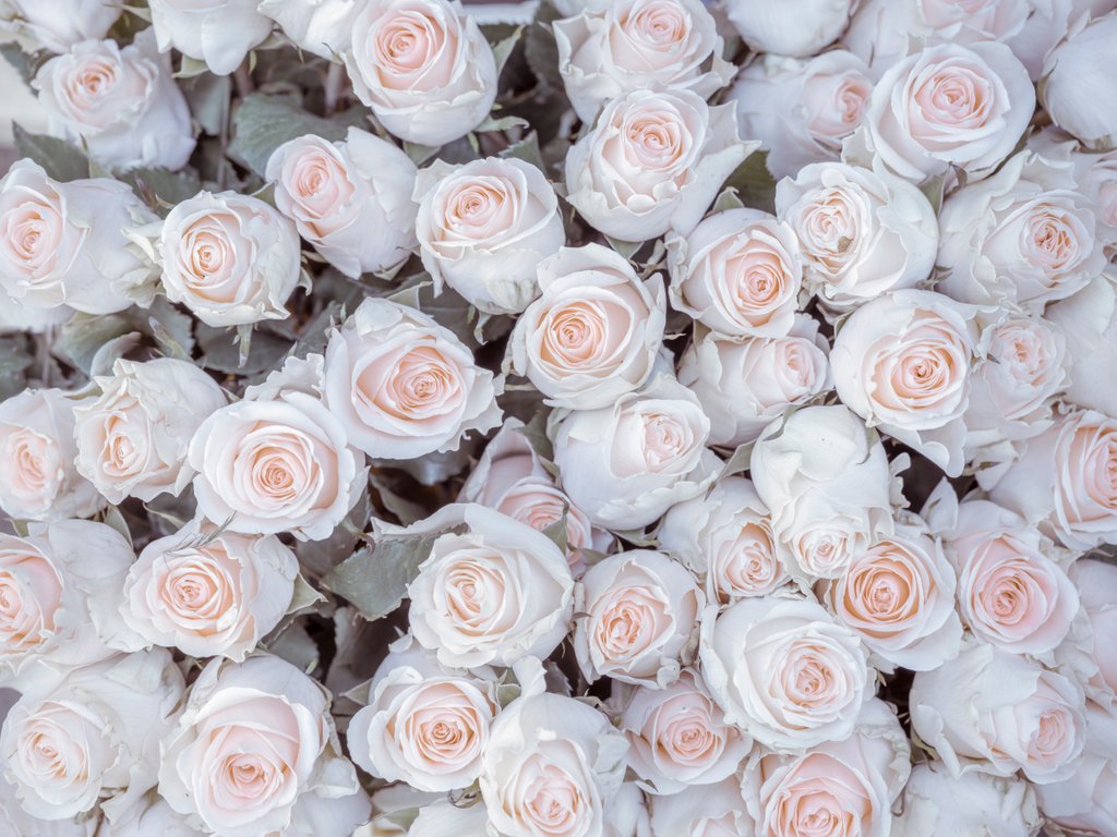 Detail of Full frame of Roses by Assaf Frank