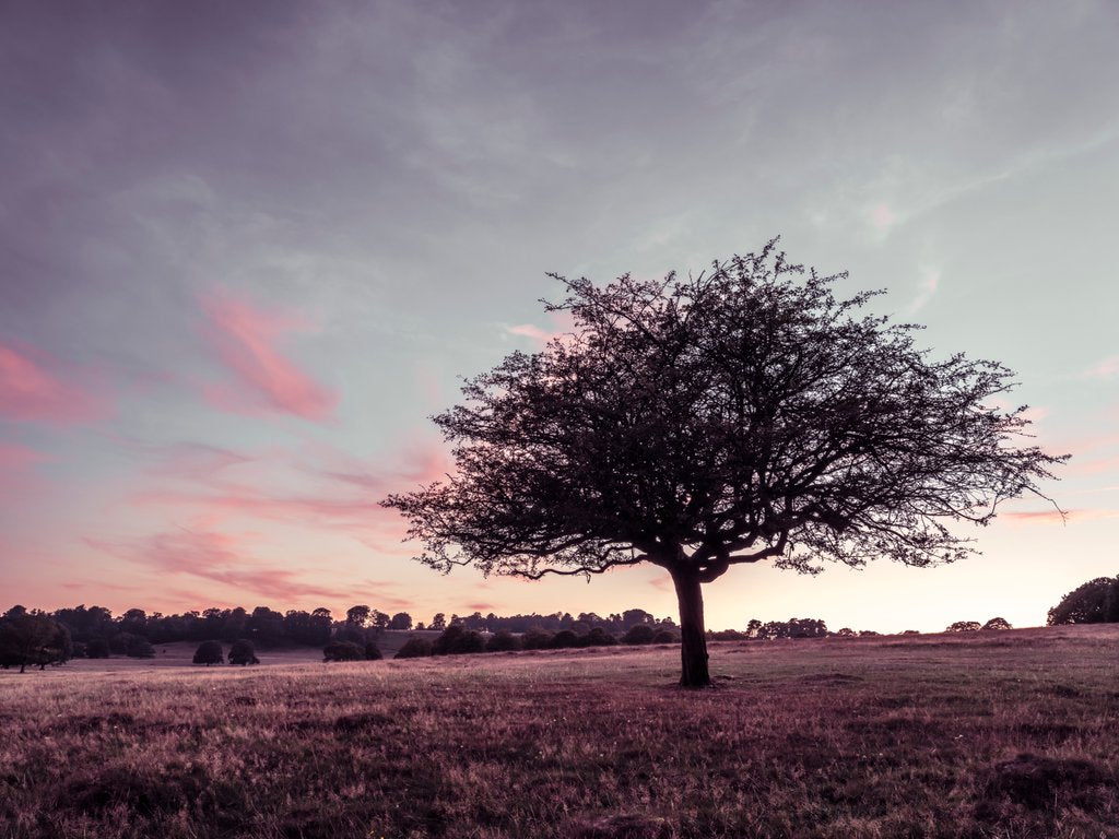 Detail of Single tree in a meadow by Assaf Frank