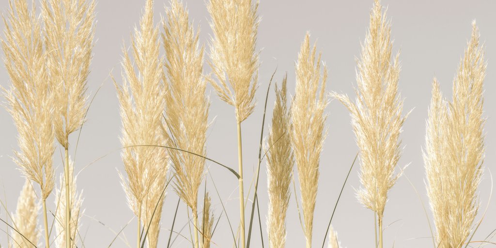 Detail of Feather Reeds by Assaf Frank