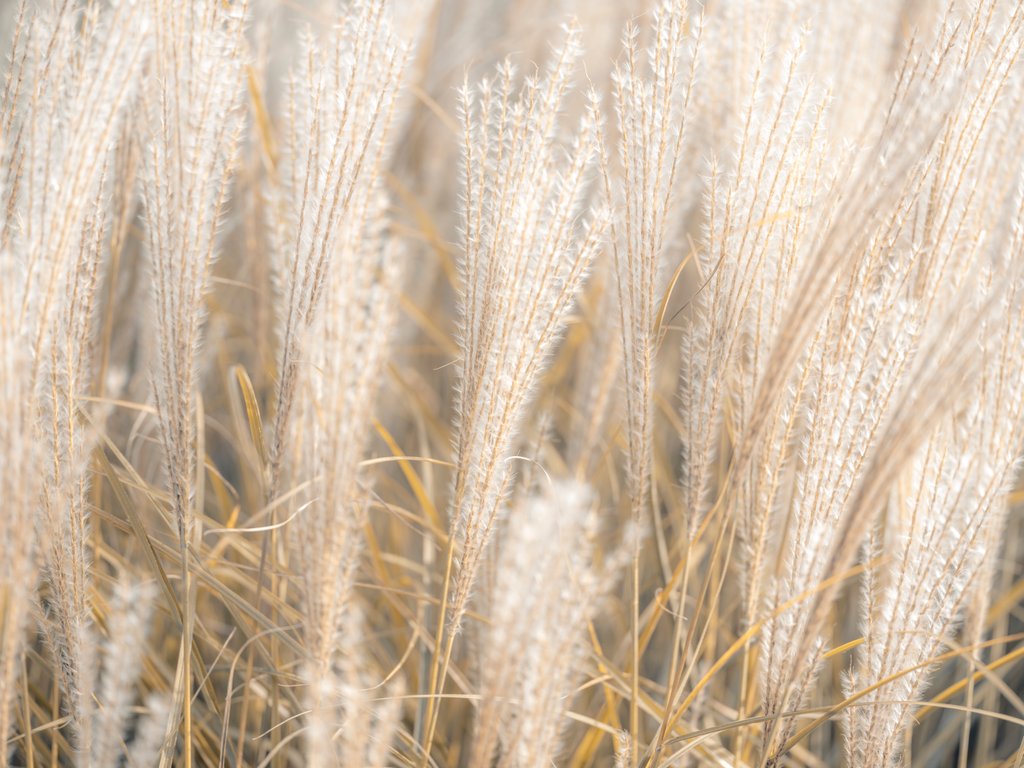 Detail of Japanese Silver Grass by Assaf Frank