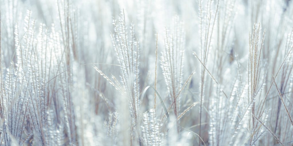 Detail of Japanese Silver Grass by Assaf Frank