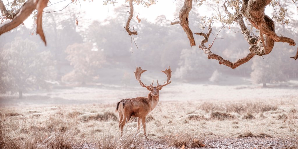 Detail of Stag in a field by Assaf Frank